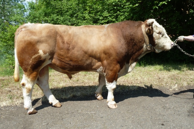 ВИКИНГ 42522 КСС-1590